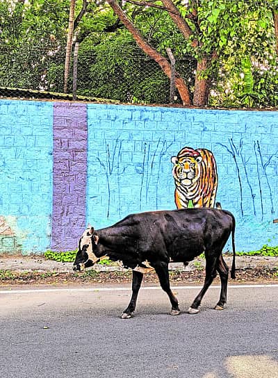 ಬೆಕ್ಕುಗಳ ಬೆನ್ನು ಹತ್ತಿದ ಕ್ಯಾಮೆರಾಗೆ ಅಚ್ಚರಿ ಎದುರಾಯಿತು. ಬೀಡಾಡಿ ಹಸುವನ್ನು ಸೆರೆ ಹಿಡಿದಾಗ ಫ್ರೇಮ್‌ನಲ್ಲಿ ಬೇಟೆಗೆ ಹೊಂಚು ಹಾಕುತ್ತಿದ್ದ ಹುಲಿ! ಅದೂ, ನಗರದ ನಡುಮಧ್ಯ!
