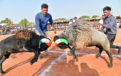 ದಾವಣಗೆರೆಯ ಐತಿಹಾಸಿಕ ಶ್ರೀ ದುರ್ಗಾಂಭಿಕಾ ದೇವಿ ಜಾತ್ರಾ ಮಹೋತ್ಸವ ಅಂಗವಾಗಿ ದೇವರಾಜ್ ಅರಸ್ ಬಡಾವಣೆಯ ಮೈದಾನದಲ್ಲಿ ಶ್ರೀ ದುರ್ಗಾಂಭಿಕಾ ದೇವಿ ದೇವಸ್ಥಾನ ಸಮಿತಿ ಆಯೋಜಿಸಿದ್ದ ಟಗರು ಕಾಳಗದಲ್ಲಿ ಸೆಣಸಾಡುತ್ತಿರುವ ಟಗರುಗಳು