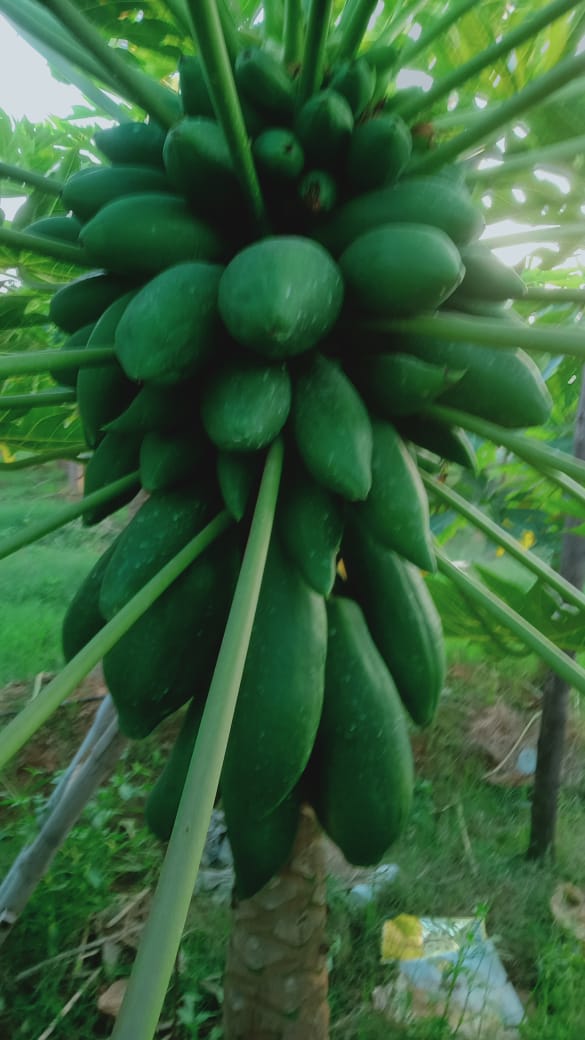 ಪರಂಗಿ ಗಿಡಗಳಲ್ಲಿ ಸಮೃದ್ಧವಾಗಿರುವ ಫಸಲು 