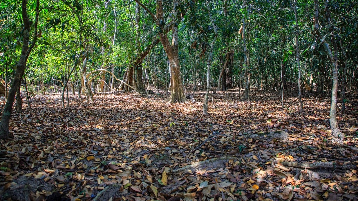 ಯೋಜನಾ ನಿರಾಶ್ರಿತ ಪ್ರಮಾಣ ಪತ್ರ: ಪಿಸಿಸಿಎಫ್‌ ಶಿಫಾರಸು