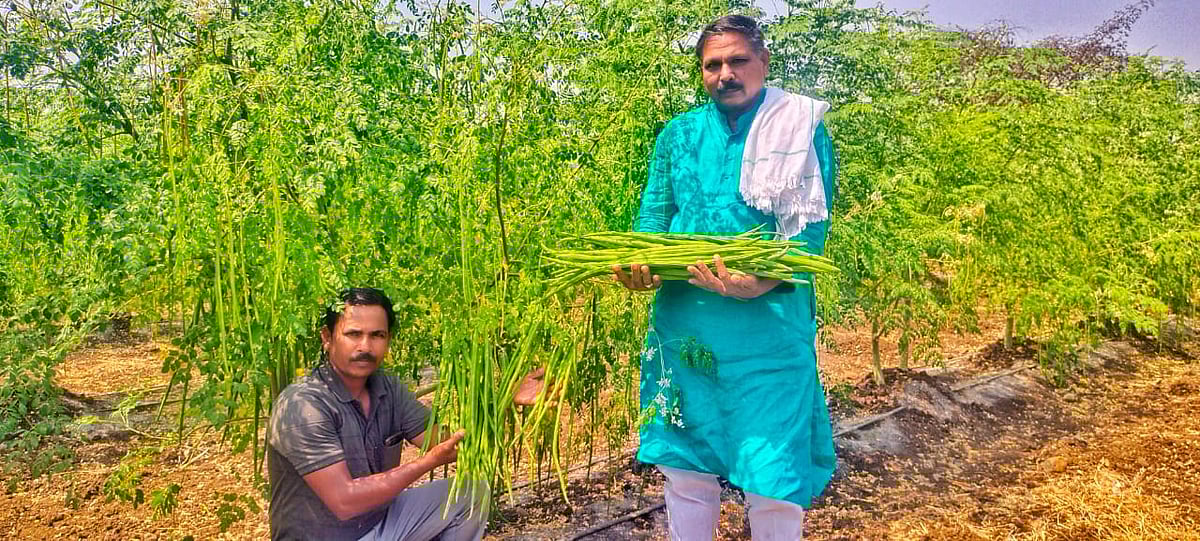 ಪಾಂಡ್ರಿ: ಬದುಕಿಗೆ ಆಸರೆಯಾದ ನುಗ್ಗೆ, ಉತ್ತಮ ಆದಾಯ