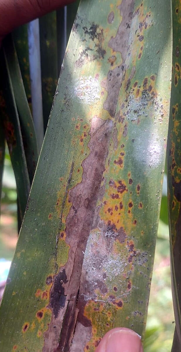 ಯಳಂದೂರು: ಕಲ್ಪವೃಕ್ಷಕ್ಕೂ ಕಂಟಕವಾದ  ‘ಸುಳಿಕೊಳೆ’