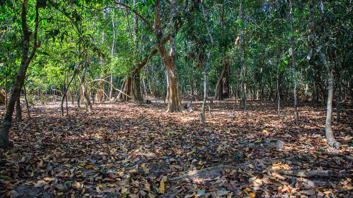 ಒಳನೋಟ | ಮಲೆನಾಡ ಬೆಚ್ಚಿಬೀಳಿಸಿದೆ ಕೆಎಫ್‌ಡಿ