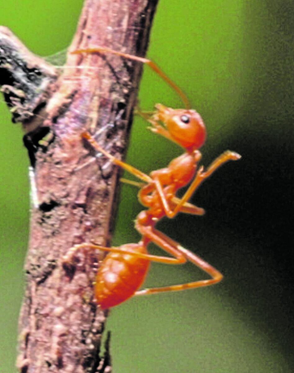 ಕೆಂಪಿರುವೆ ಚಟ್ನಿ ಸಿದ್ಧಿಗಳಿಗೆ ಬಲು ಇಷ್ಟ
