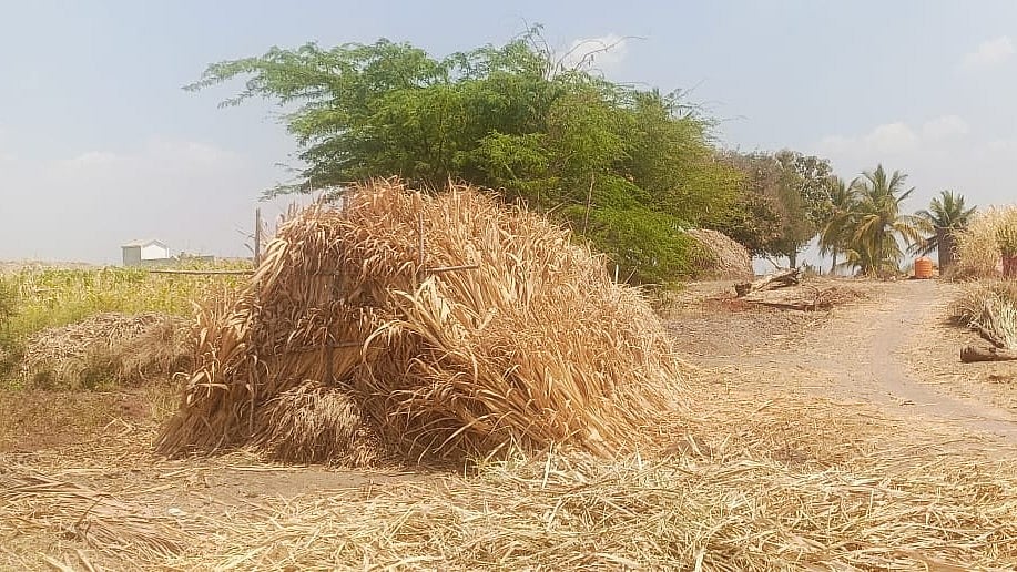 ಬೆಳಗಾವಿ: ಮೇವು ಬ್ಯಾಂಕ್‌, ಗೋಶಾಲೆಗೆ ರೈತರ ಬೇಡಿಕೆ