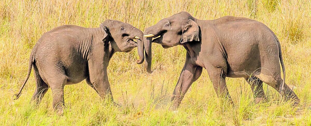 ನಮ್ಮ ಸುತ್ತಲಿನ ಜೀವಗಳ ಸುತ್ತ...