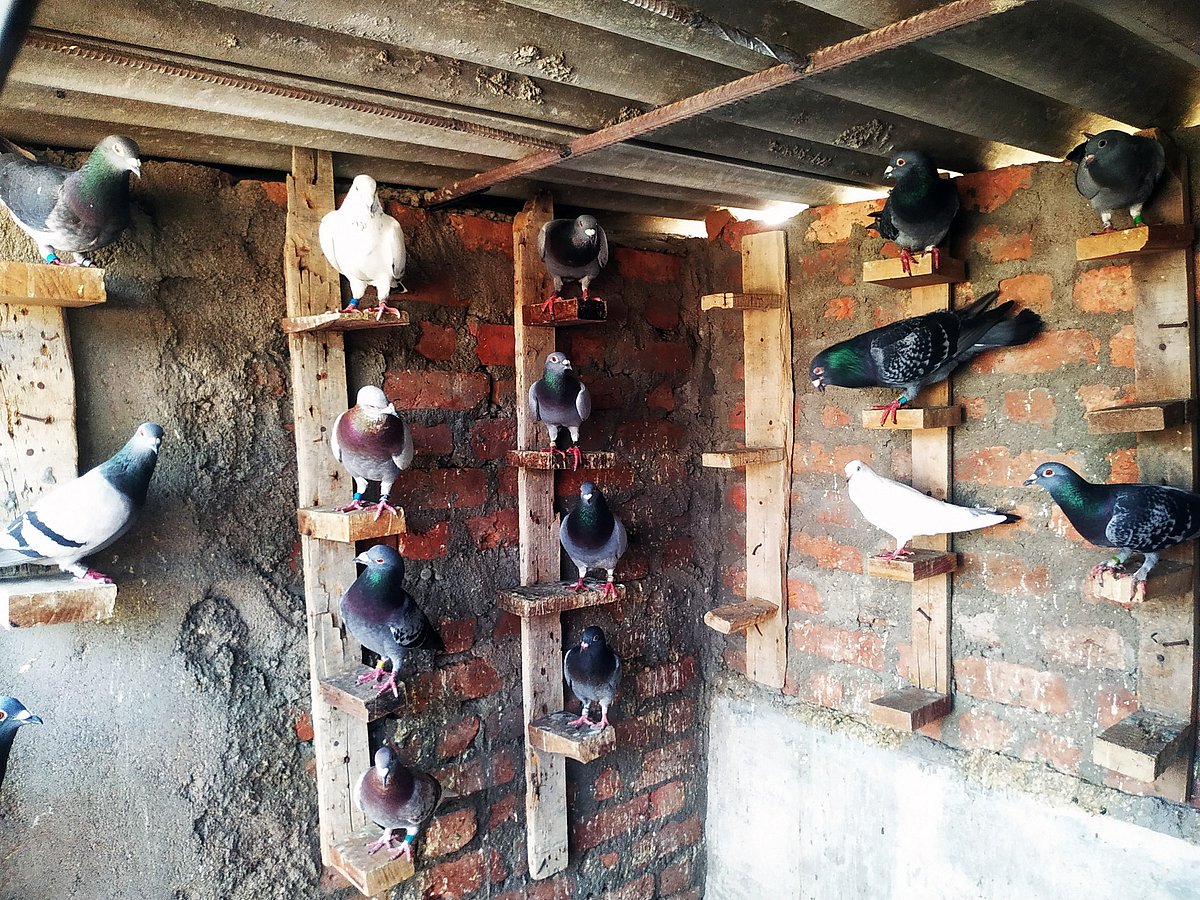 ಲಿಂಗಸುಗೂರು: ರೇಸಿಂಗ್‍ ಹೋಮರ್ ಹವ್ಯಾಸಿ ಭಜಂತ್ರಿ 