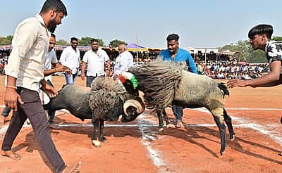 ದಾವಣಗೆರೆಯ ಐತಿಹಾಸಿಕ ಶ್ರೀ ದುರ್ಗಾಂಭಿಕಾ ದೇವಿ ಜಾತ್ರಾ ಮಹೋತ್ಸವ ಅಂಗವಾಗಿ ದೇವರಾಜ್ ಅರಸ್ ಬಡಾವಣೆಯ ಮೈದಾನದಲ್ಲಿ ಶ್ರೀ ದುರ್ಗಾಂಭಿಕಾ ದೇವಿ ದೇವಸ್ಥಾನ ಸಮಿತಿ ಆಯೋಜಿಸಿದ್ದ ಟಗರು ಕಾಳಗದಲ್ಲಿ ಸೆಣಸಾಡುತ್ತಿರುವ ಟಗರುಗಳು
