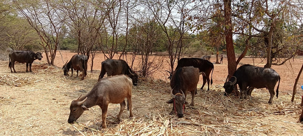 ಚಿತ್ರದುರ್ಗ | ಗೋಶಾಲೆ: ಜಾನುವಾರುಗಳಿಗೆ ಇಲ್ಲ ನೆರಳು