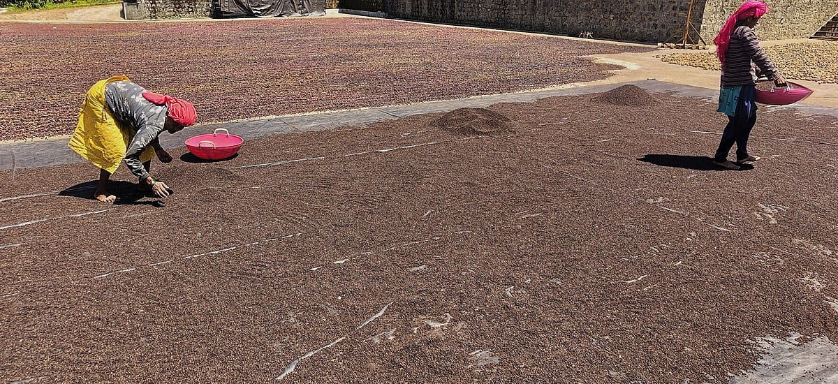 ಕಾಳುಮೆಣಸು ಬೆಲೆ ಕುಸಿತ: ಫಸಲು ಕೈಗೆ ಸಿಗುವ ಮುನ್ನವೇ ಬೆಳೆಗಾರರಿಗೆ ನಿರಾಸೆ