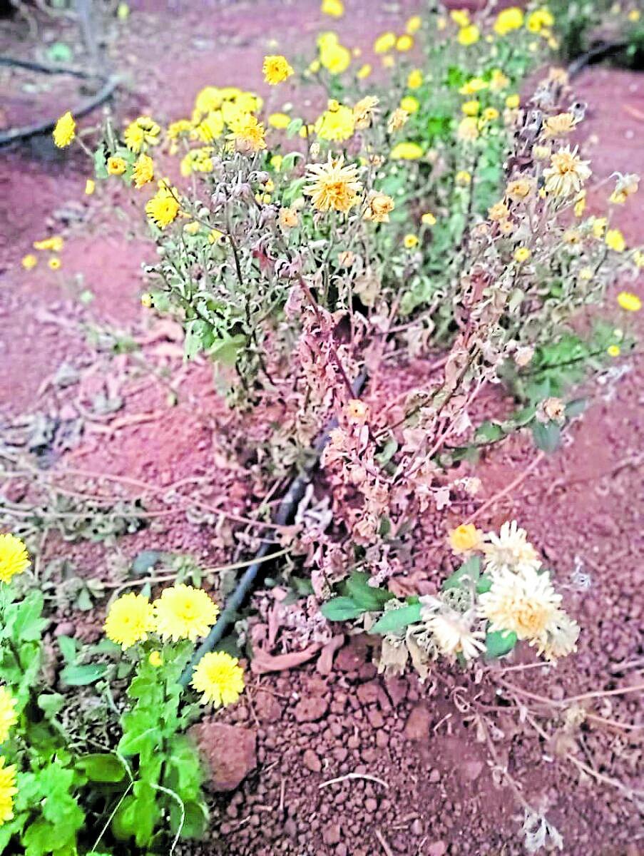 ಜಲಕ್ಷಾಮ | ಮಾರುಕಟ್ಟೆಗಿಲ್ಲ ಹೂವು: ಯುಗಾದಿ ಹಬ್ಬಕ್ಕೆ ಕೊರತೆ ಸಾಧ್ಯತೆ