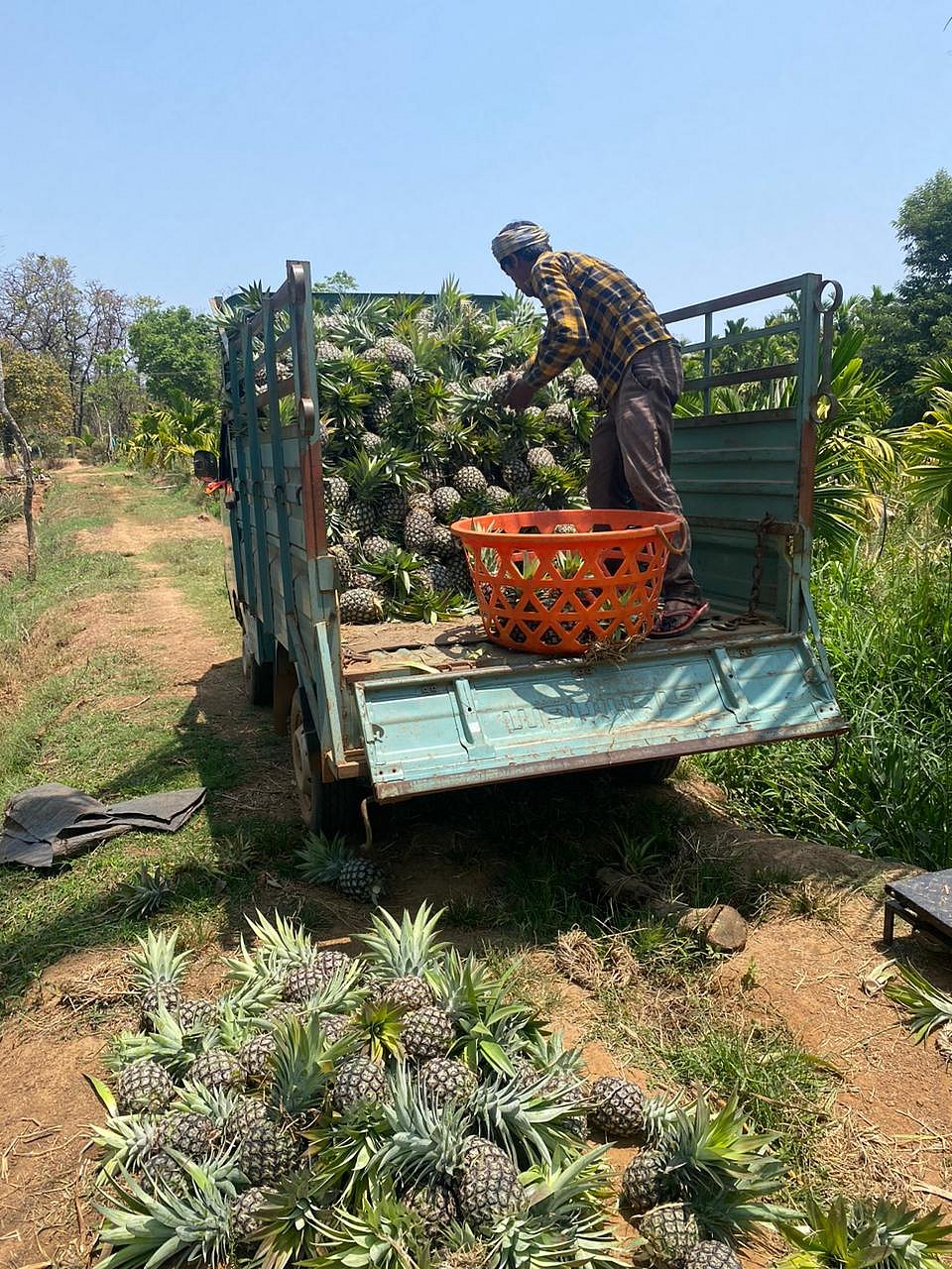 ಹೆಚ್ಚಿದ ತಾಪಮಾನ: ವಾಹನದಲ್ಲೇ ಹಣ್ಣಾಗುವ ಅನಾನಸ್