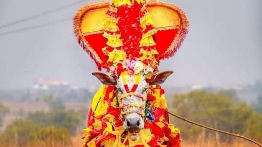 ಹಾವೇರಿ ‘ರಾಕ್ ಸ್ಟಾರ್‌’ ಕೊಬ್ಬರಿ ಹೋರಿಗೆ ಕಣ್ಣೀರಿನ ವಿದಾಯ