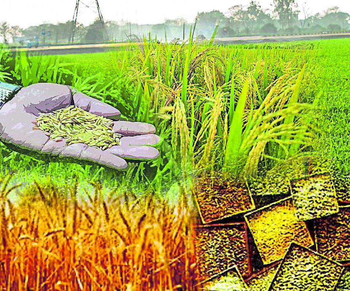 ವಿಶ್ಲೇಷಣೆ: ಸೊರಗುತ್ತಿರುವ ಪೋಷಕಾಂಶ ಭದ್ರತೆ