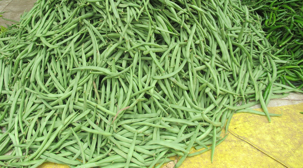 ತಾಪಮಾನ ಏರಿಕೆ, ಮಳೆ ಕೊರತೆ: ₹120ರ ಗಡಿ ದಾಟಿದ ಬೀನ್ಸ್‌!