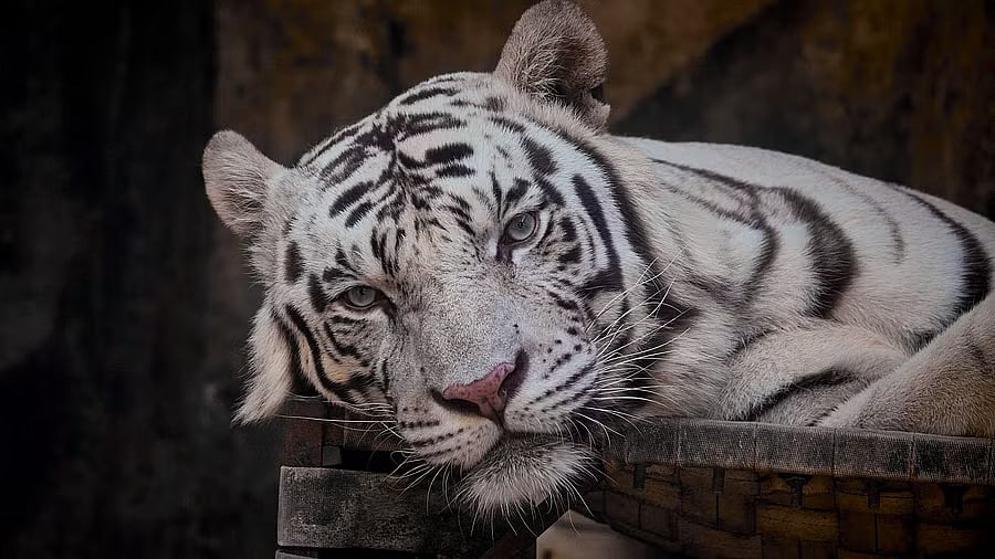 ನಂದನಕಾನನದ ಬಿಳಿ ಹೆಣ್ಣುಹುಲಿ ಸ್ನೇಹಾ ಸಾವು