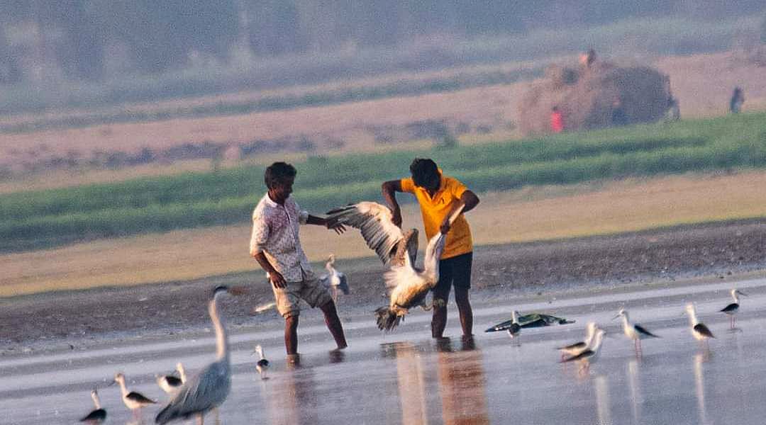 ಹೆಜ್ಜಾರ್ಲೆ ಬೇಟೆ ಅವ್ಯಾಹತ: ತುಂಗಭದ್ರಾ ಹಿನ್ನೀರು ಪ್ರದೇಶದಲ್ಲಿ ನಿತ್ಯ ಕ್ರೌರ್ಯ
