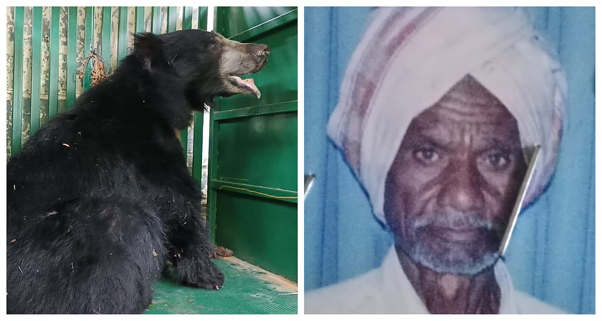 ಕೊಪ್ಪಳ | ಕನಕಗಿರಿಯಲ್ಲಿ ಕರಡಿ ದಾಳಿಗೆ ವೃದ್ಧ ಬಲಿ