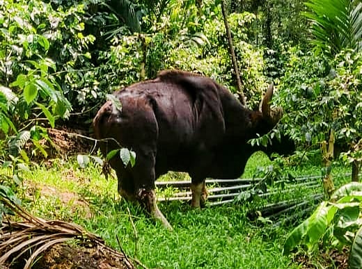 ಚಿಕ್ಕಮಗಳೂರು | ಕಾಡುಕೋಣ ದಾಳಿ: ಕಾರ್ಮಿಕ ಮಹಿಳೆ ಸಾವು