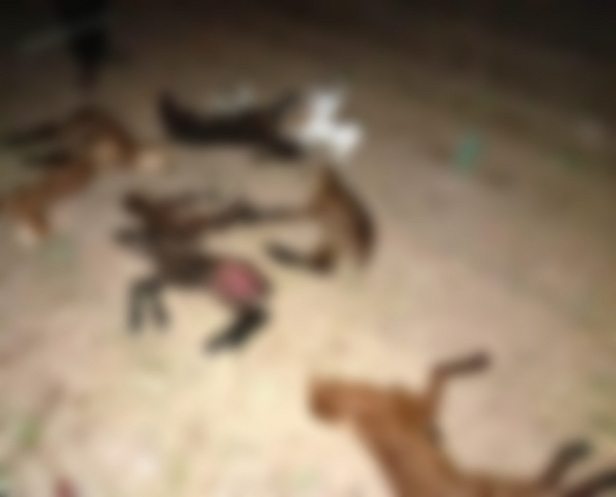 ವಿಜಯಪುರ: ತೋಳ ದಾಳಿಗೆ 13 ಕುರಿಮರಿಗಳು ಬಲಿ