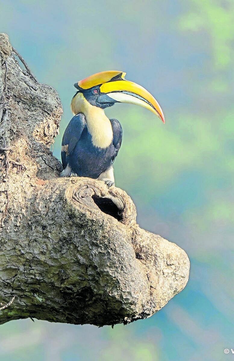 ಗೂಡು ಕಟ್ಟುವ ತಾಣ ತ್ಯಜಿಸುತ್ತಿರುವ ಹಾರ್ನ್‌ಬಿಲ್; ಪಕ್ಷಿತಜ್ಞರಲ್ಲಿ ಕುತೂಹಲ