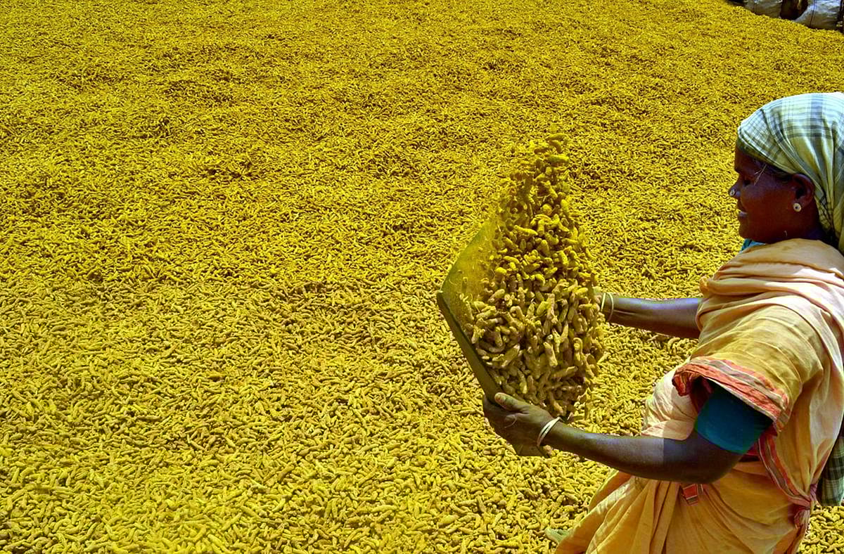 ಅರಿಸಿನ ಧಾರಣೆ ದಿಢೀರ್ ಇಳಿಕೆ: ಮಾರಾಟಕ್ಕೆ ತಟ್ಟಿದ ನೀತಿ ಸಂಹಿತೆ ಬಿಸಿ