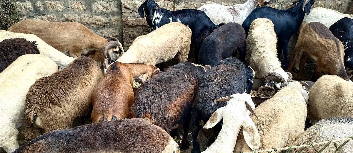 ರಂಜಾನ್, ಯುಗಾದಿ: ಕುರಿ, ಮೇಕೆ ಬೆಲೆ ಏರಿಕೆ