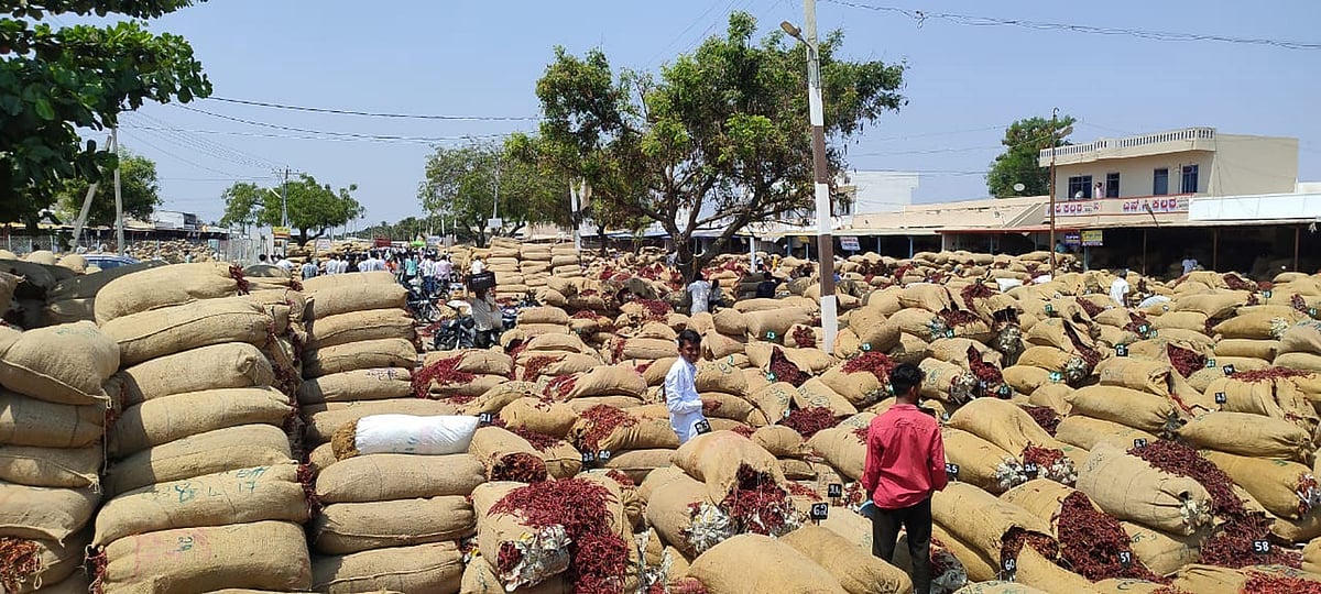 ಬ್ಯಾಡಗಿ | ಮೆಣಸಿನಕಾಯಿ ಮಾರಾಟ ದಾಖಲೆ: ₹3,187 ಕೋಟಿ ವಹಿವಾಟು