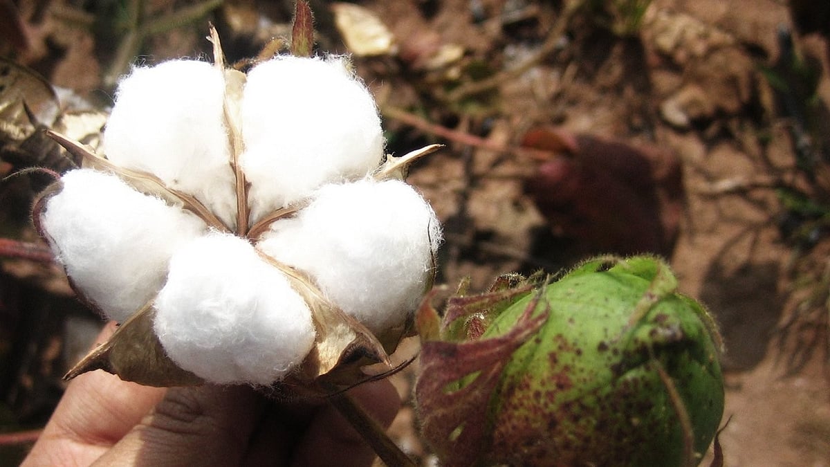 ಹತ್ತಿ ನೂಲು, ಉಡುಪು ರಫ್ತು ಹೆಚ್ಚಳ