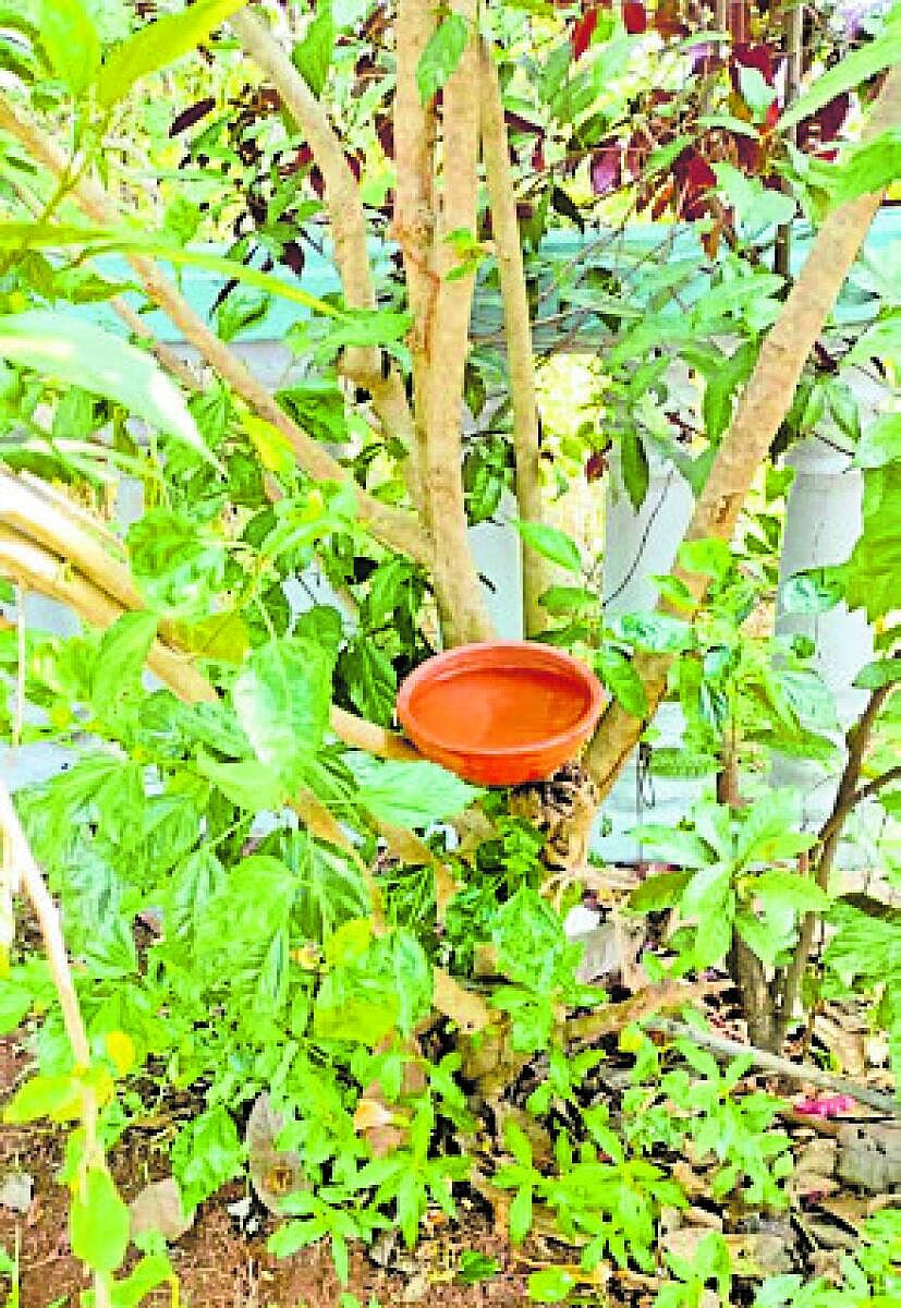 ಉಜಿರೆ: ಪ್ರಾಣಿಗಳ ದಾಹ ತಣಿಸುವ ‘ರಂಗಶಿವ’