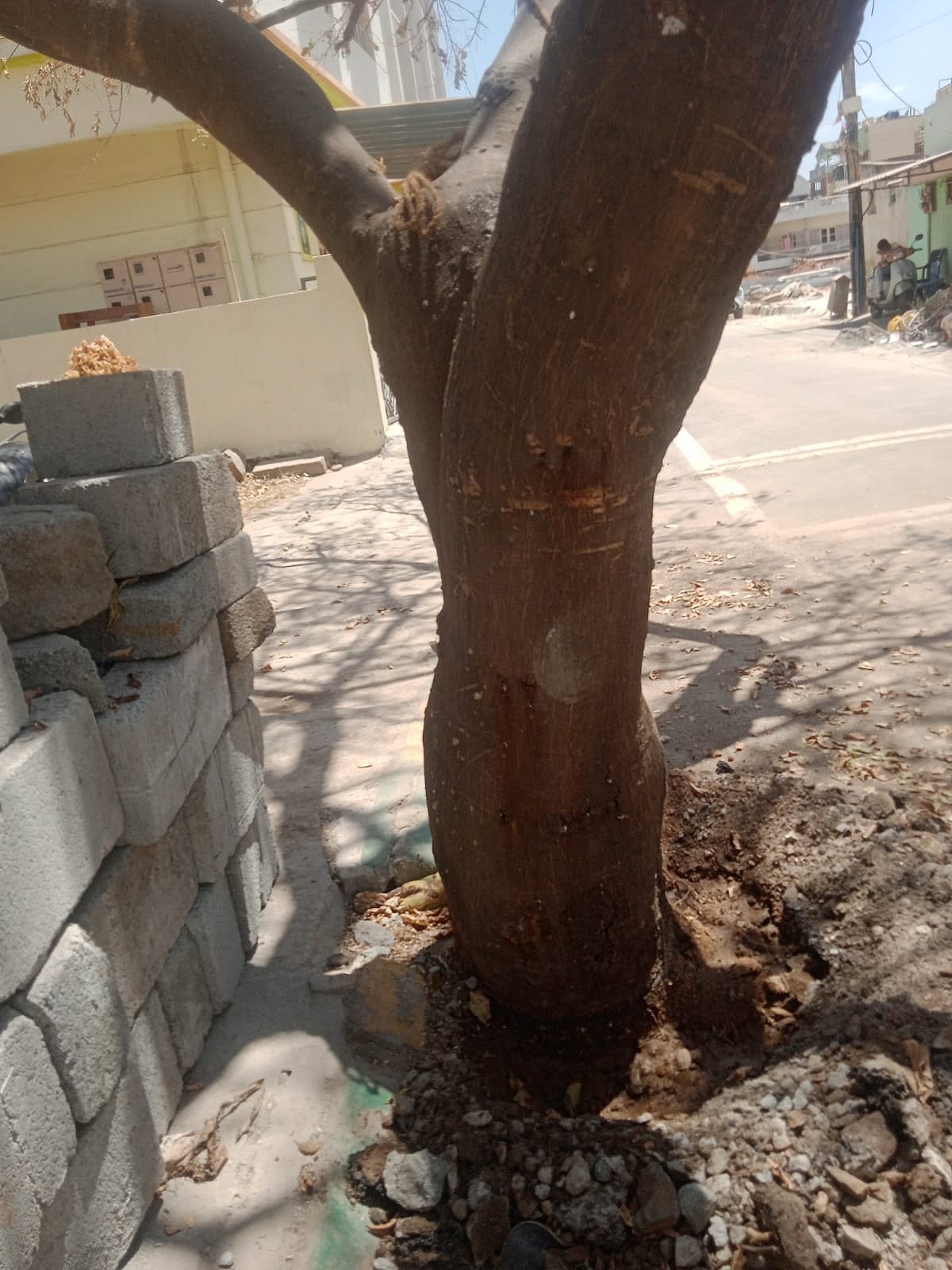 ಮರಗಳಿಗೆ ಆ್ಯಸಿಡ್‌ ಹಾಕಿದ ಕಿಡಿಗೇಡಿಗಳು