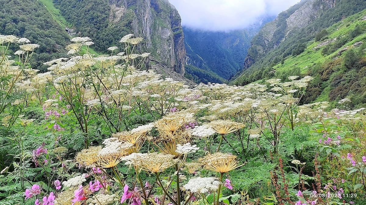 ಪ್ರವಾಸ: ನಂದಾದೇವಿ ರಾಷ್ಟ್ರೀಯ ಉದ್ಯಾನದ ಹೂಕಣಿವೆಯ ಚಂದುಳ್ಳಿ ಚೆಲುವೆಯರು!