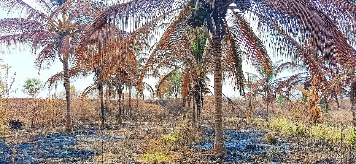 ನಾಗಮಂಗಲ: ತೆಂಗಿನ ಮರಗಳಿಗೆ ಬೆಂಕಿ ಹಚ್ಚಿದ ಕಿಡಿಗೇಡಿಗಳು