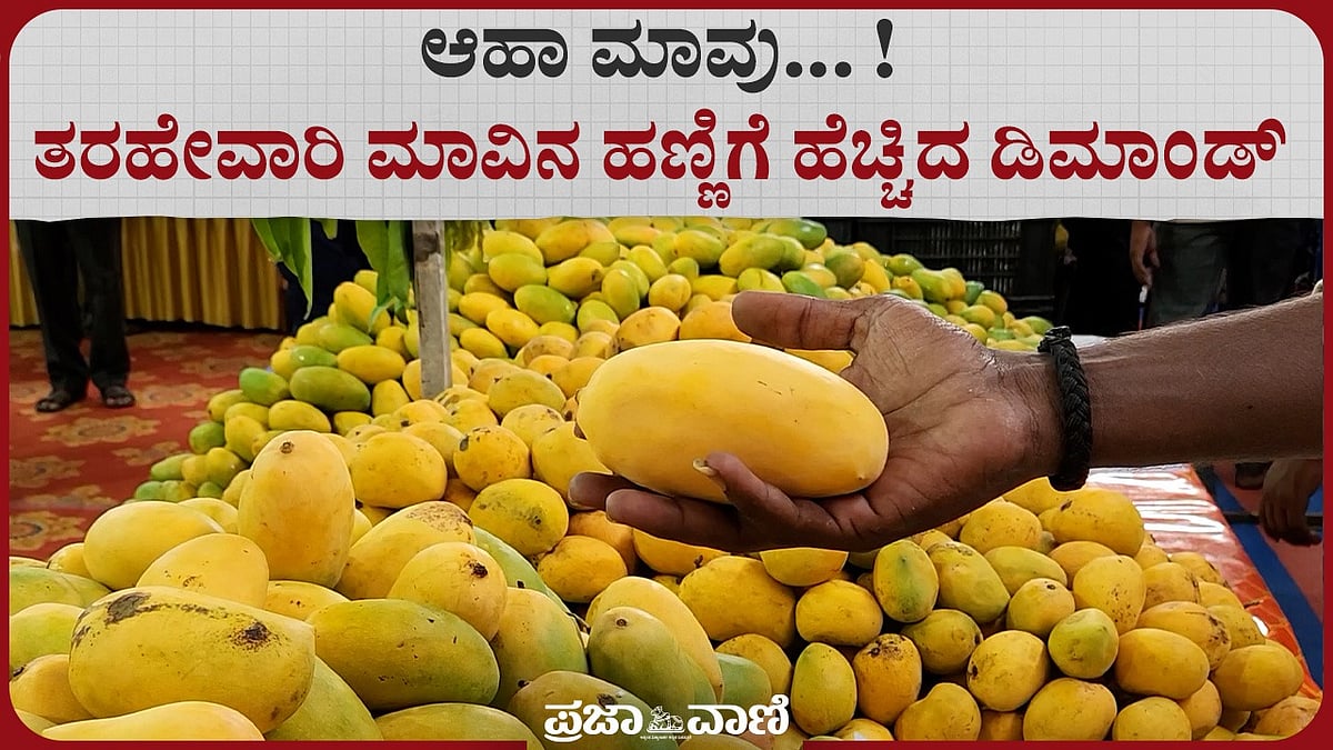 VIDEO | ಆಹಾ ಮಾವು... ತರಹೇವಾರಿ ಮಾವಿನ ಹಣ್ಣಿಗೆ ಹೆಚ್ಚಿದ ಡಿಮಾಂಡ್‌ 