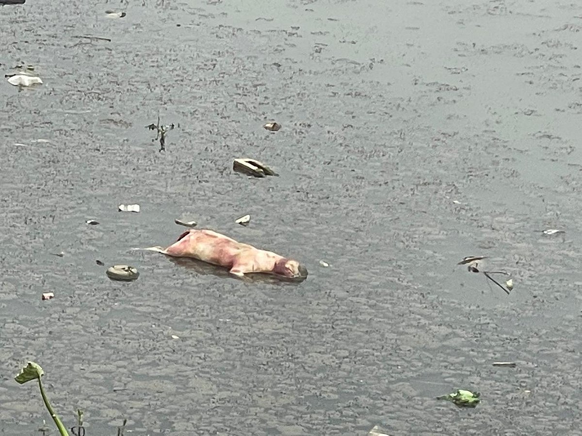 ಬಿಬಿಎಂಪಿ ನಿರ್ಲಕ್ಷ್ಯ: ಕೆಂಗೇರಿ ಉಪನಗರದ ಹೊಸಕೆರೆಗೆ ತೇಲಿ ಬಂದ ನಾಯಿಗಳ ಶವ