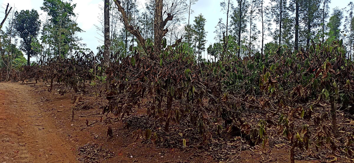 ಮಳೆಯ ಕಣ್ಣಾಮುಚ್ಚಾಲೆ: ಬಾರದ ಕಾಫಿ ಹೂವು, ಆತಂಕದಲ್ಲಿ ಬೆಳೆಗಾರರು
