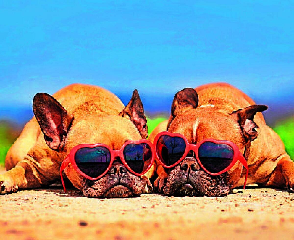 ಸಾಕುಪ್ರಾಣಿಗಳಿಗೂ ‘ಮ್ಯಾಟ್ರಿಮನಿ’ ಪೋರ್ಟಲ್