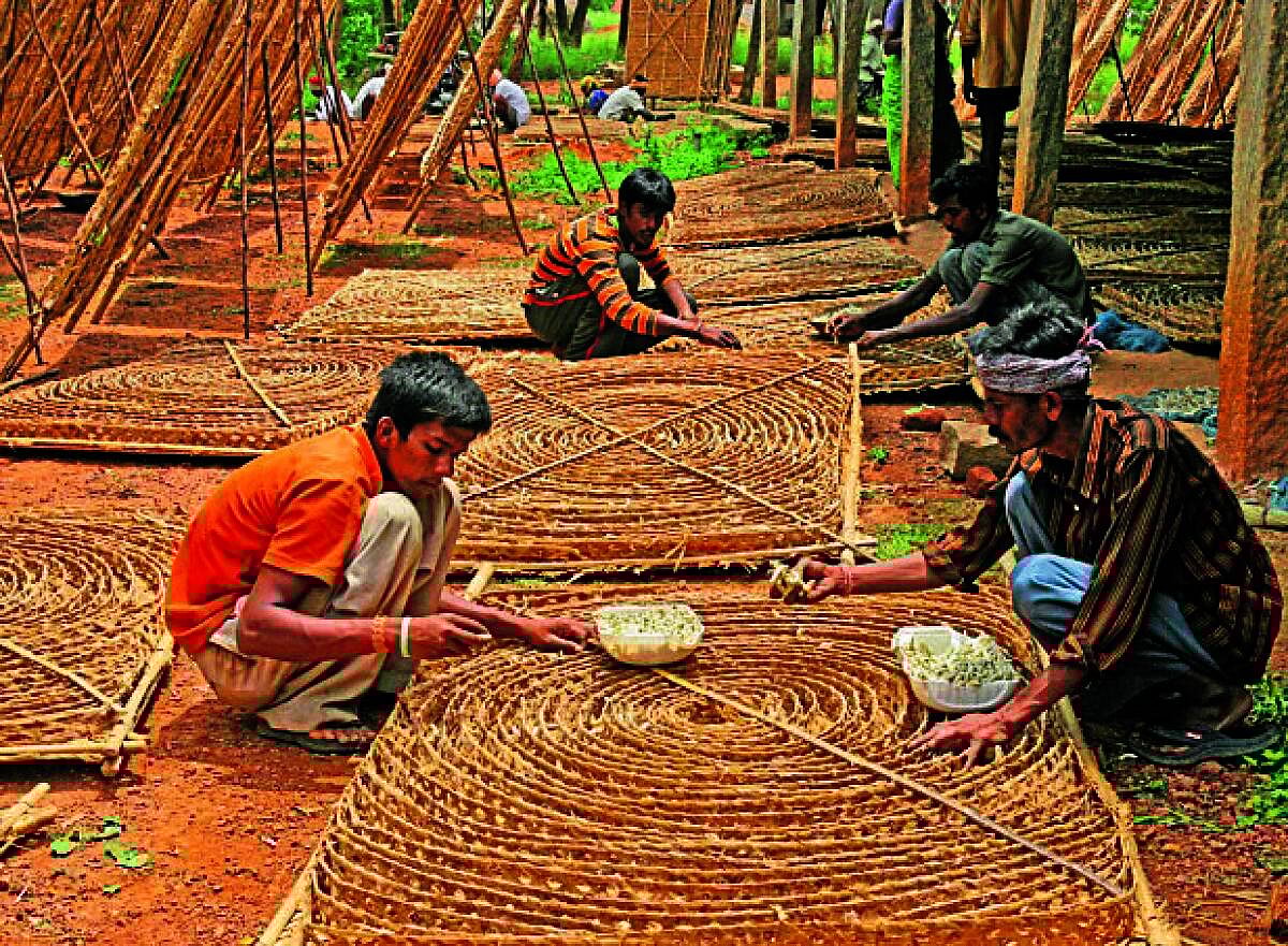 ಶಿಡ್ಲಘಟ್ಟ | ರೋಗ ಕಾಟ, ಬೆಲೆಯೂ ಕುಸಿತ: ಸಂಕಷ್ಟದಲ್ಲಿ ರೇಷ್ಮೆ ಬೆಳೆಗಾರರು