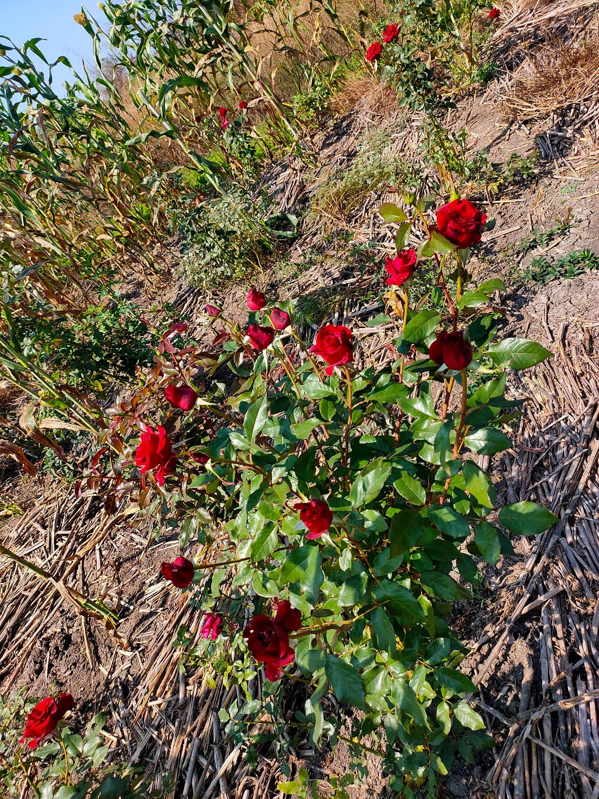 ಹುಬ್ಬಳ್ಳಿ:  ಒಣಭೂಮಿಯಲ್ಲೂ ಅರಳಿದ ಗುಲಾಬಿ