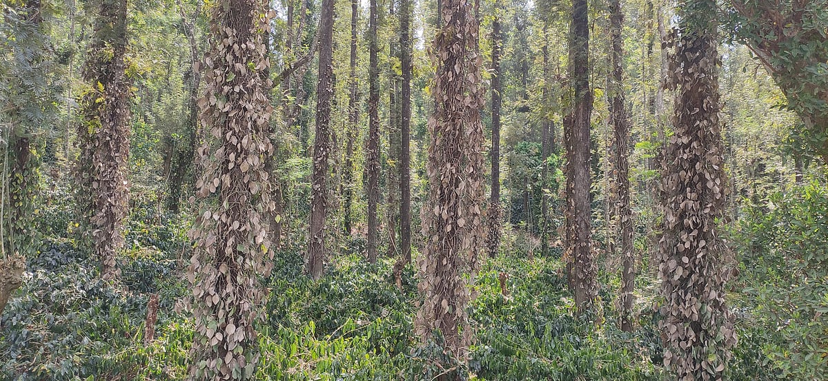 ತಾಪಮಾನ ಹೆಚ್ಚಳ: ಮೆಣಸು, ಕಾಫಿಗೆ ಬಿಸಿಲ ಬರೆ, ಶೇ 80ರಷ್ಟು ಫಸಲು ನಾಶದ ಆತಂಕ