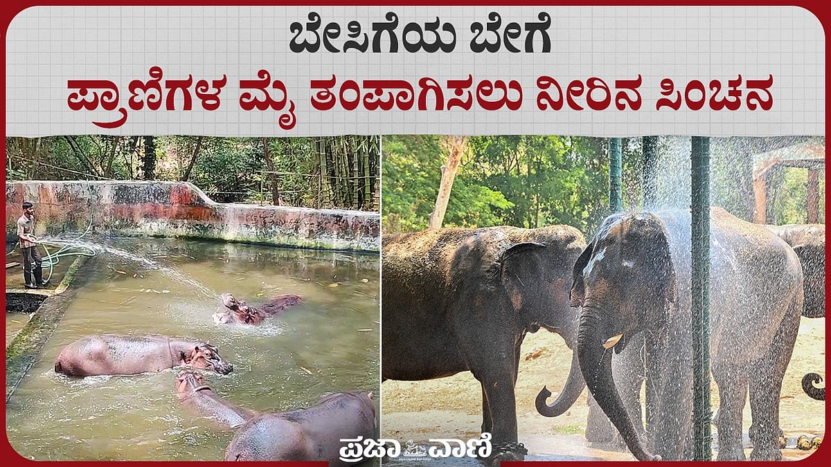 Video | ಬೇಸಿಗೆಯ ಬೇಗೆ; ಪ್ರಾಣಿಗಳ ಮೈ ತಂಪಾಗಿಸಲು ನೀರಿನ ಸಿಂಚನ