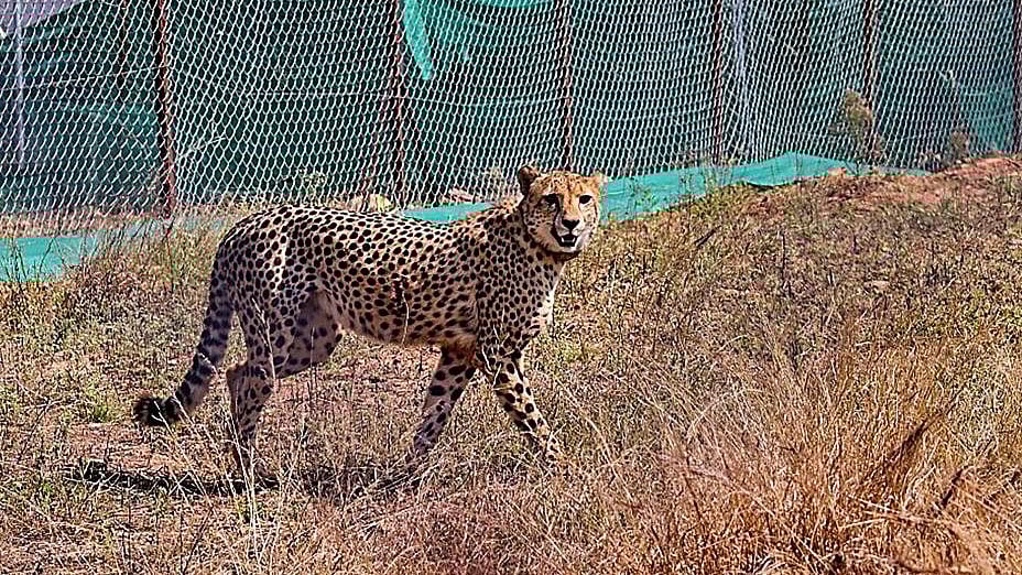 ಕುನೊ ರಾಷ್ಟ್ರೀಯ ಉದ್ಯಾನದಿಂದ ತಪ್ಪಿಸಿಕೊಂಡ ಚೀತಾ