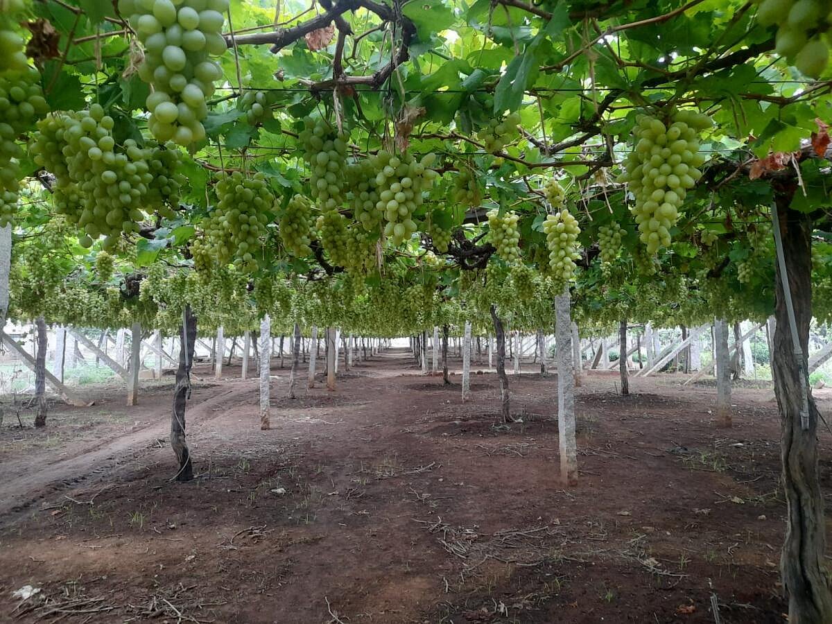 ಚಿಕ್ಕಬಳ್ಳಾಪುರ: ಬೆಳೆಗಾರರಿಗೆ ಹುಳಿಯಾದ ‘ದ್ರಾಕ್ಷಿ’, ಕೆ.ಜಿಗೆ ₹10 ಕುಸಿತ