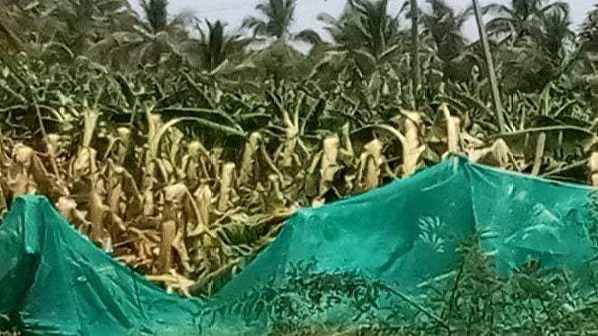 ಬನ್ನೂರು | ಬಿರುಗಾಳಿ; ನೆಲಕಚ್ಚಿದ ಬಾಳೆ ಗಿಡ