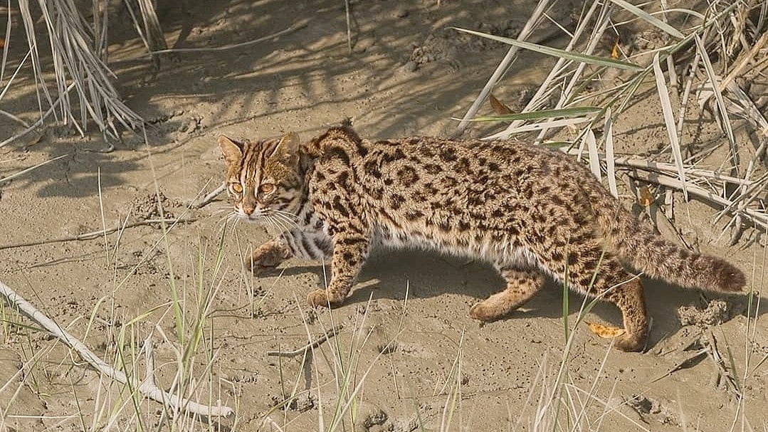 ಪೆಂಚ್ ನ್ಯಾಷನಲ್ ಪಾರ್ಕ್‌: ಇದೇ ಮೊದಲ ಬಾರಿಗೆ ಲೆಪರ್ಡ್ ಕ್ಯಾಟ್ ಇರುವಿಕೆ ಪತ್ತೆ