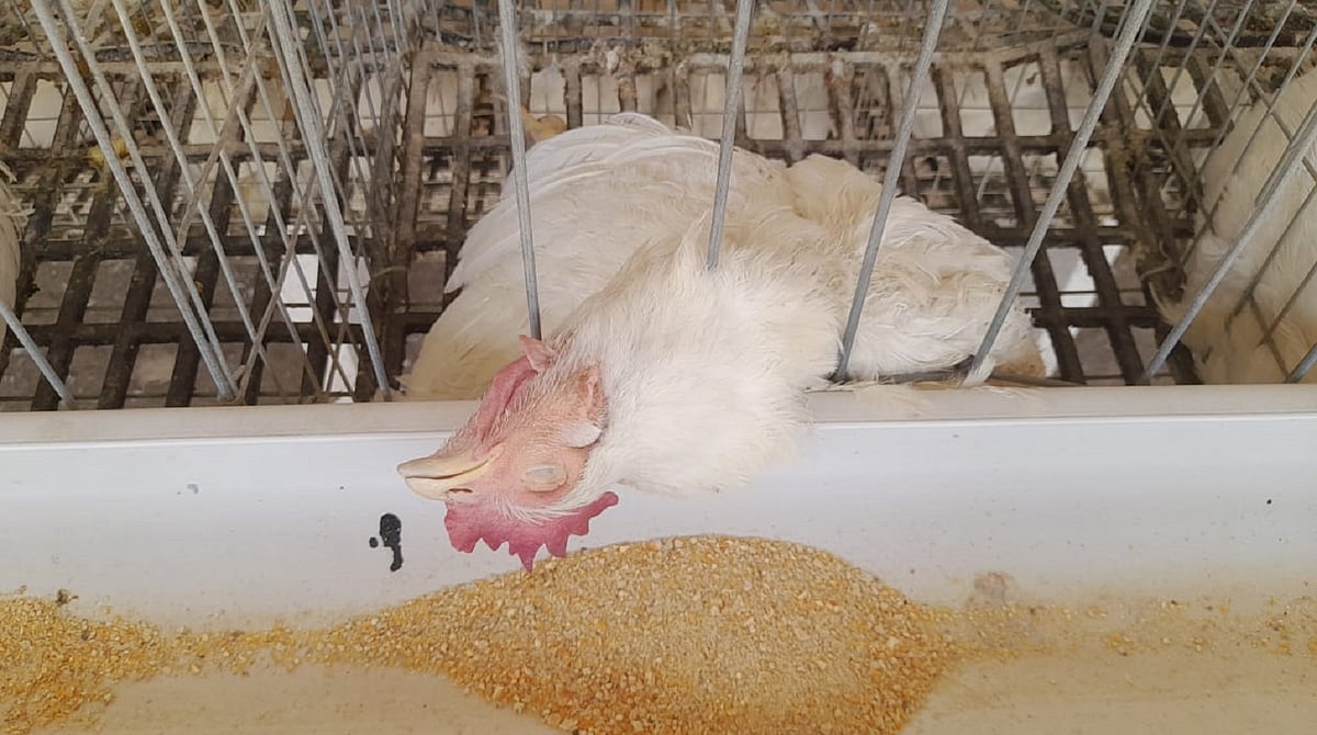 ಆಂಧ್ರ ಪ್ರದೇಶ: 45 ದಿನಗಳಲ್ಲಿ 4 ಲಕ್ಷ ಕೋಳಿ ಸಾವು; ತೀವ್ರ ನಿಗಾ