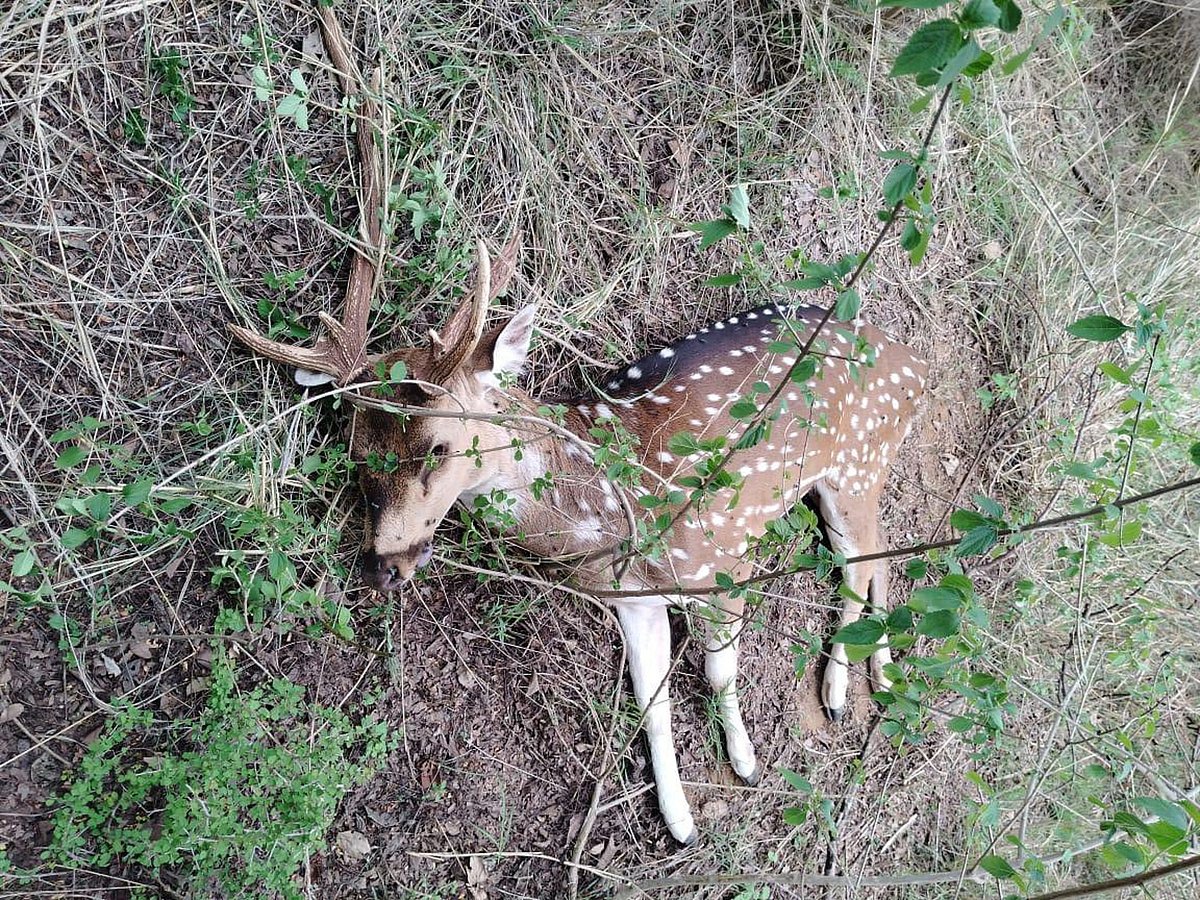 ಚಿಂತಾಮಣಿ | 10 ದಿನದಲ್ಲಿ 2 ಜಿಂಕೆ ಸಾವು: ಚಿರತೆ ದಾಳಿ ಆತಂಕ