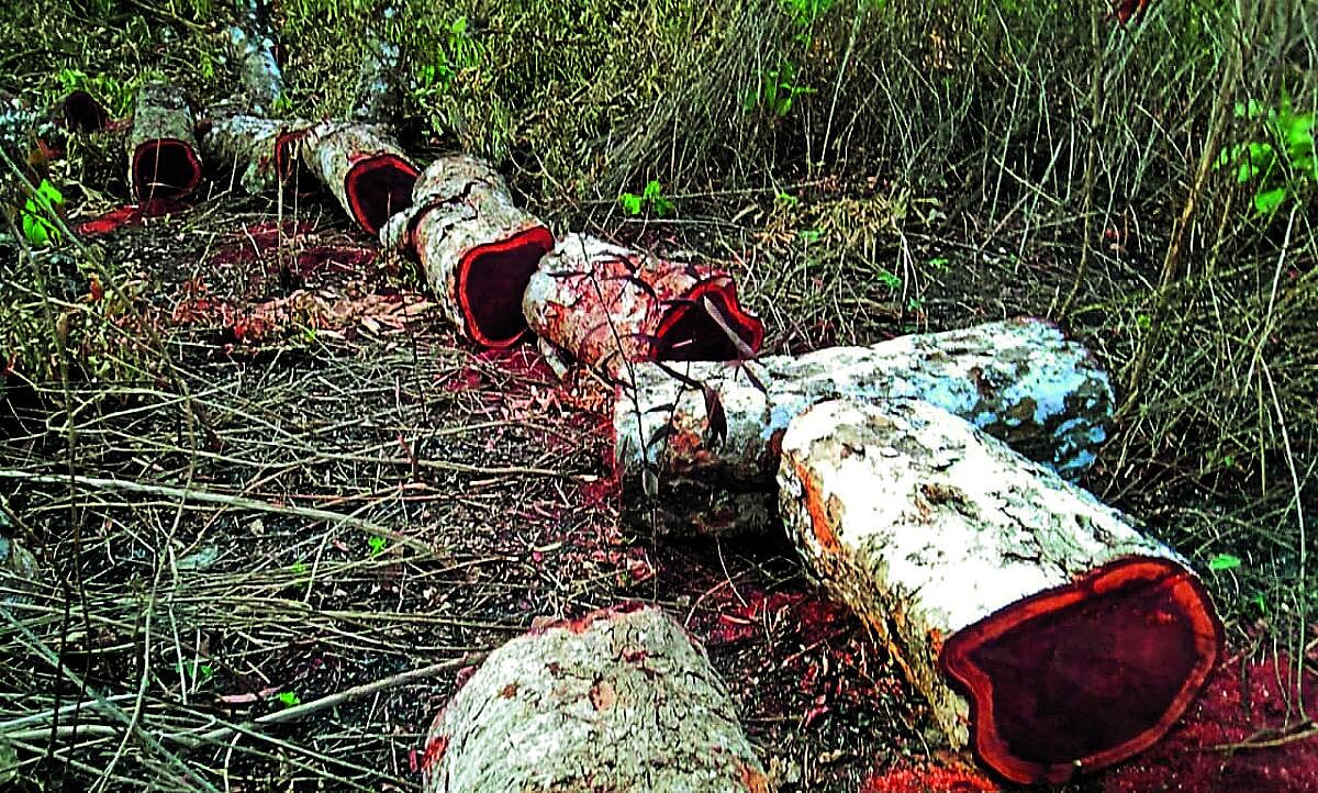 ಪ್ರಜಾವಾಣಿ ವಿಶೇಷ | ಮಲೆನಾಡು: ಅರಣ್ಯನಾಶ ಅವ್ಯಾಹತ