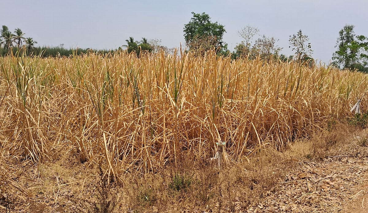 ಮಂಡ್ಯ | ಮಳೆ ಕೊರತೆಯಿಂದ ಬರ: ಬಿಸಿಲಿಗೆ ಬೆಂದು ಹೋಗುತ್ತಿದೆ ಕಬ್ಬು...