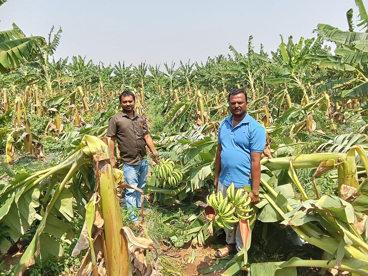 ನಂಜನಗೂಡು: ಬಿರುಗಾಳಿ ಮಳೆಗೆ ನೆಲಕಚ್ಚಿದ 8 ಎಕರೆ ಬಾಳೆ